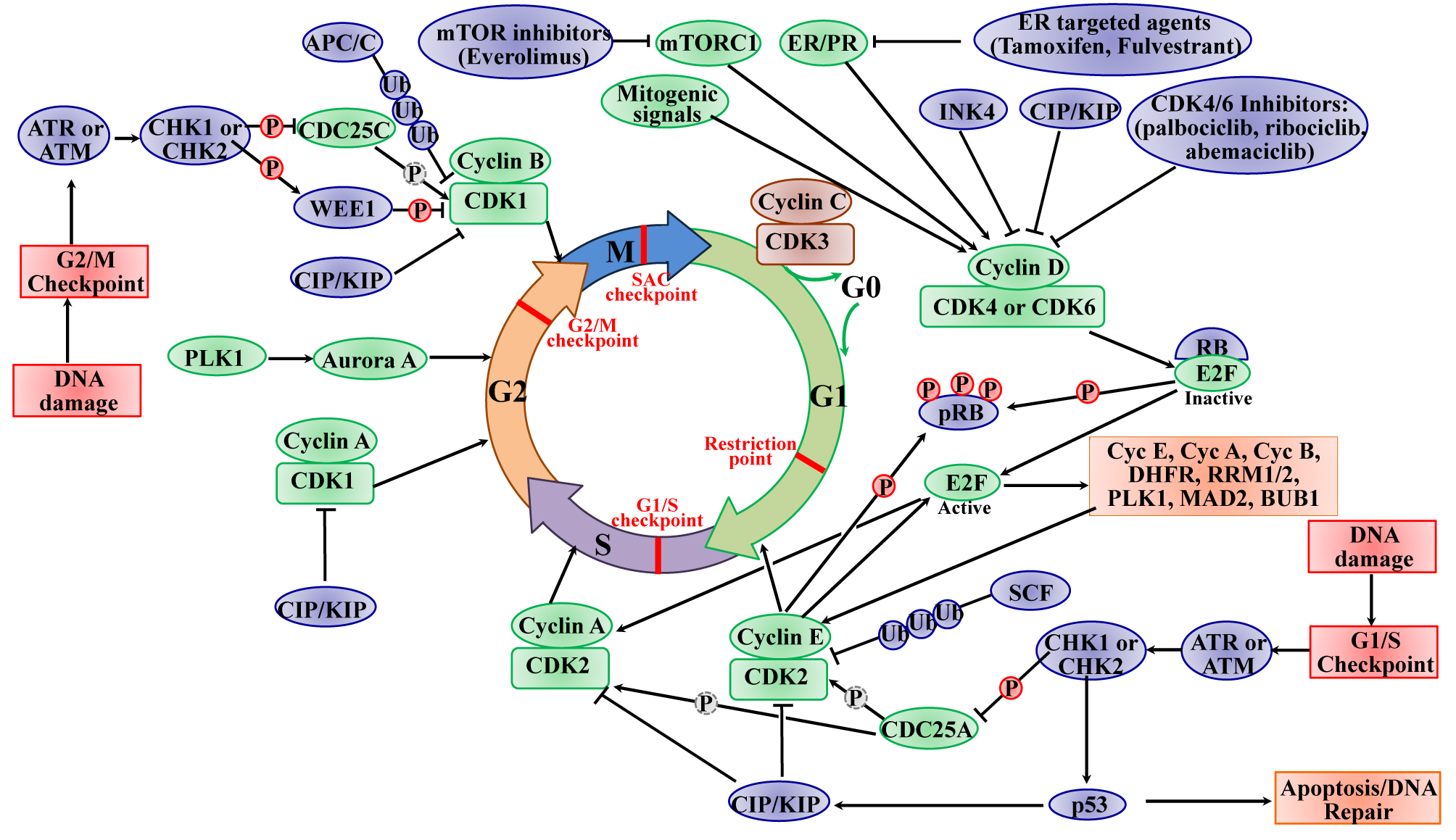 Figure 1 Cell cycle regulation. (Ding, 2020)