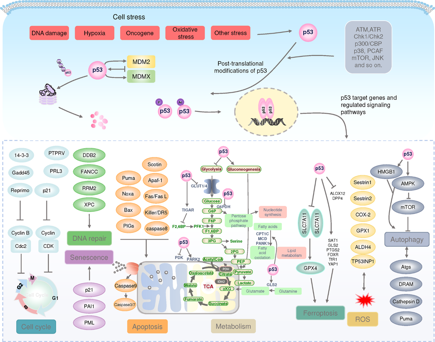 Figure 1 The p53 pathway. (Wang, 2023)