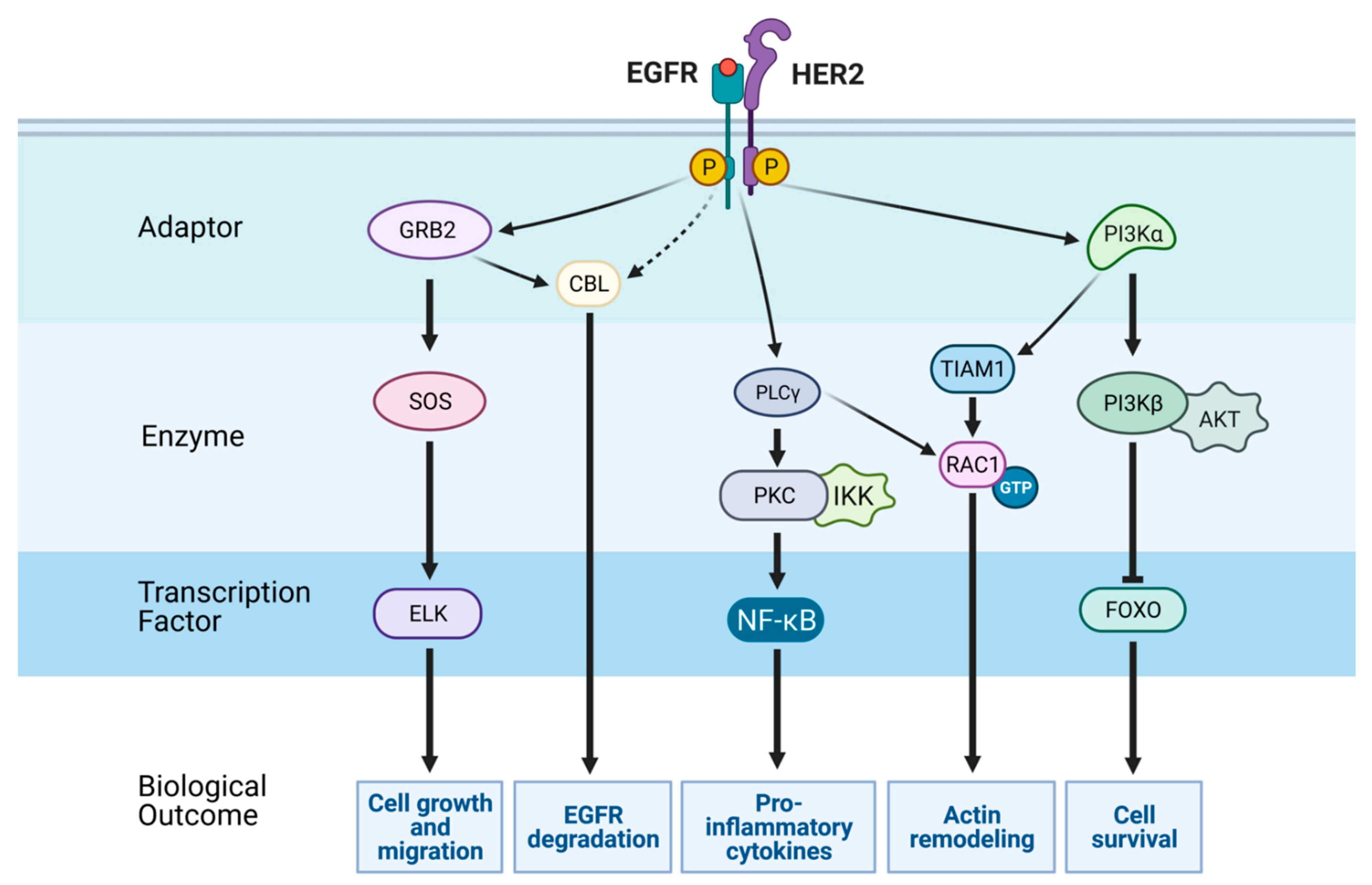 Figure 2. EGFR-related Signaling Pathways