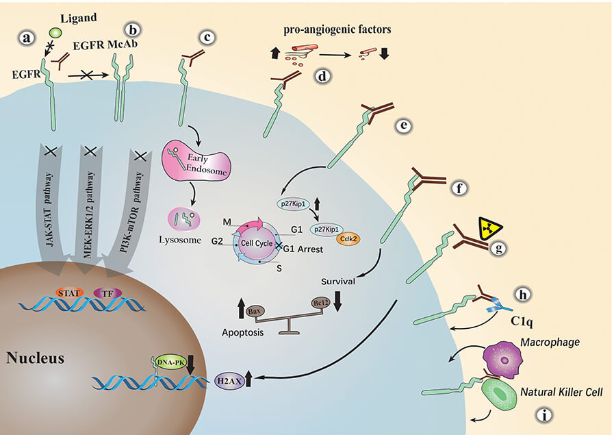 Figure 3. The Schematic of Mechanism of anti-EGFR mAb Action