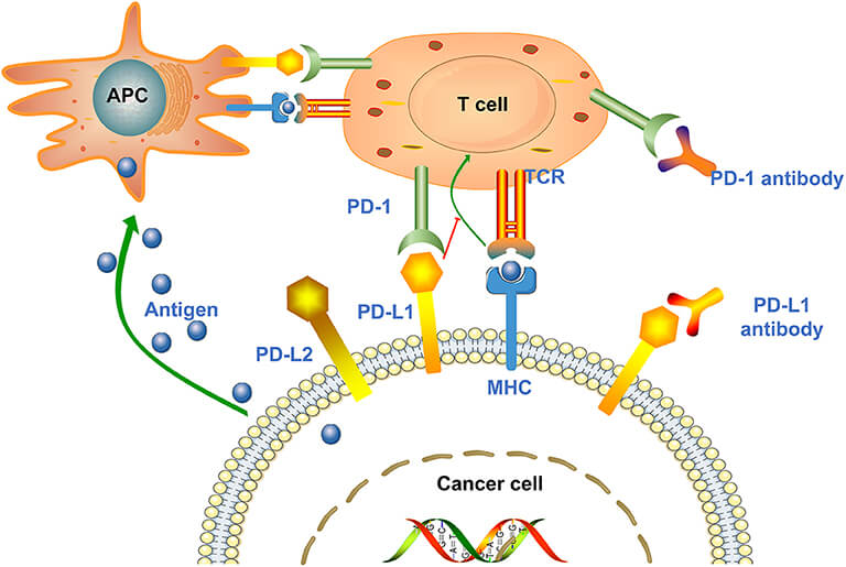 Figure 1. The Schematic of Mechanism of Gilvetmab Action.