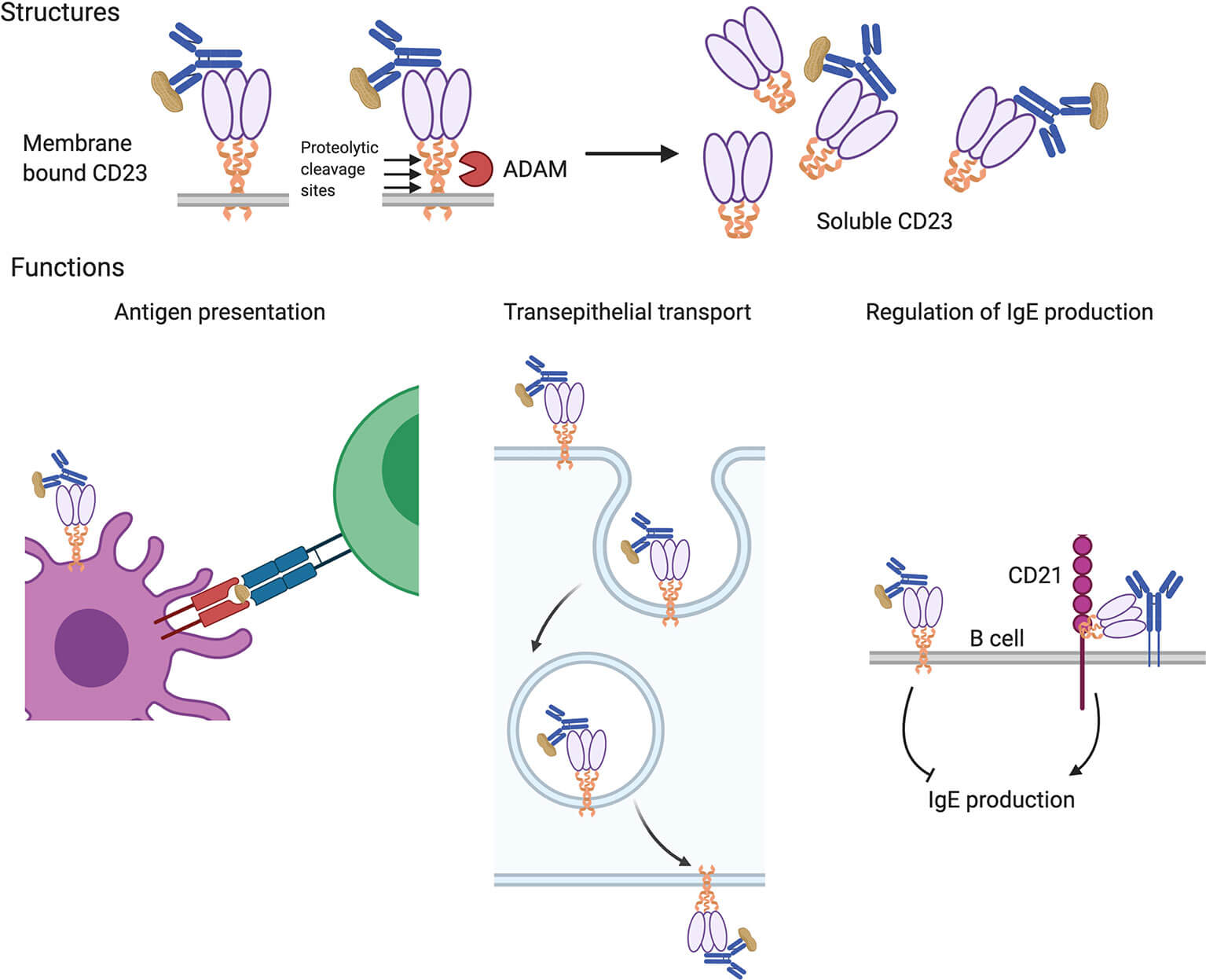 Figure 2. Structures and Functions of the CD23 (IgE Receptor).