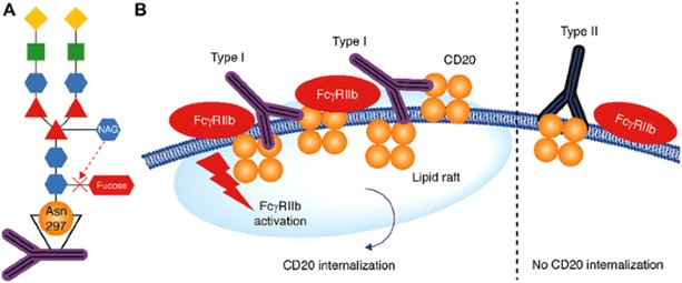 Figure 2. The Structural Properties and Possible Binding Behavior of Afutuzumab
