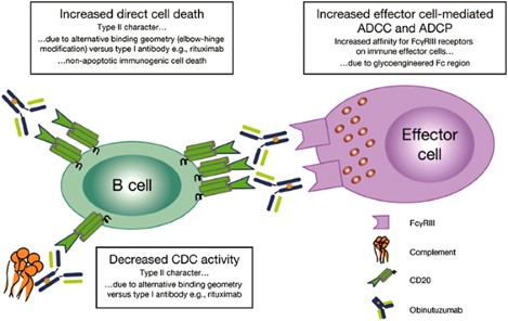 Figure 3. Proposed Mechanism of Afutuzumab Action