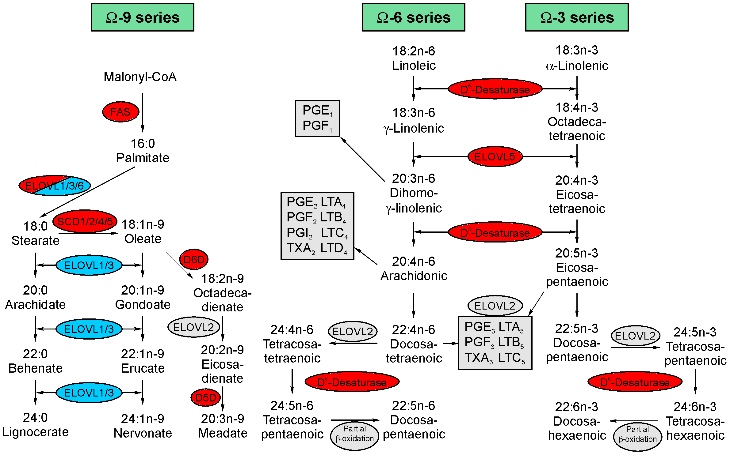 Figure 1 Schematic representation of fatty acid synthesis pathways. (Wallner, 2014)
