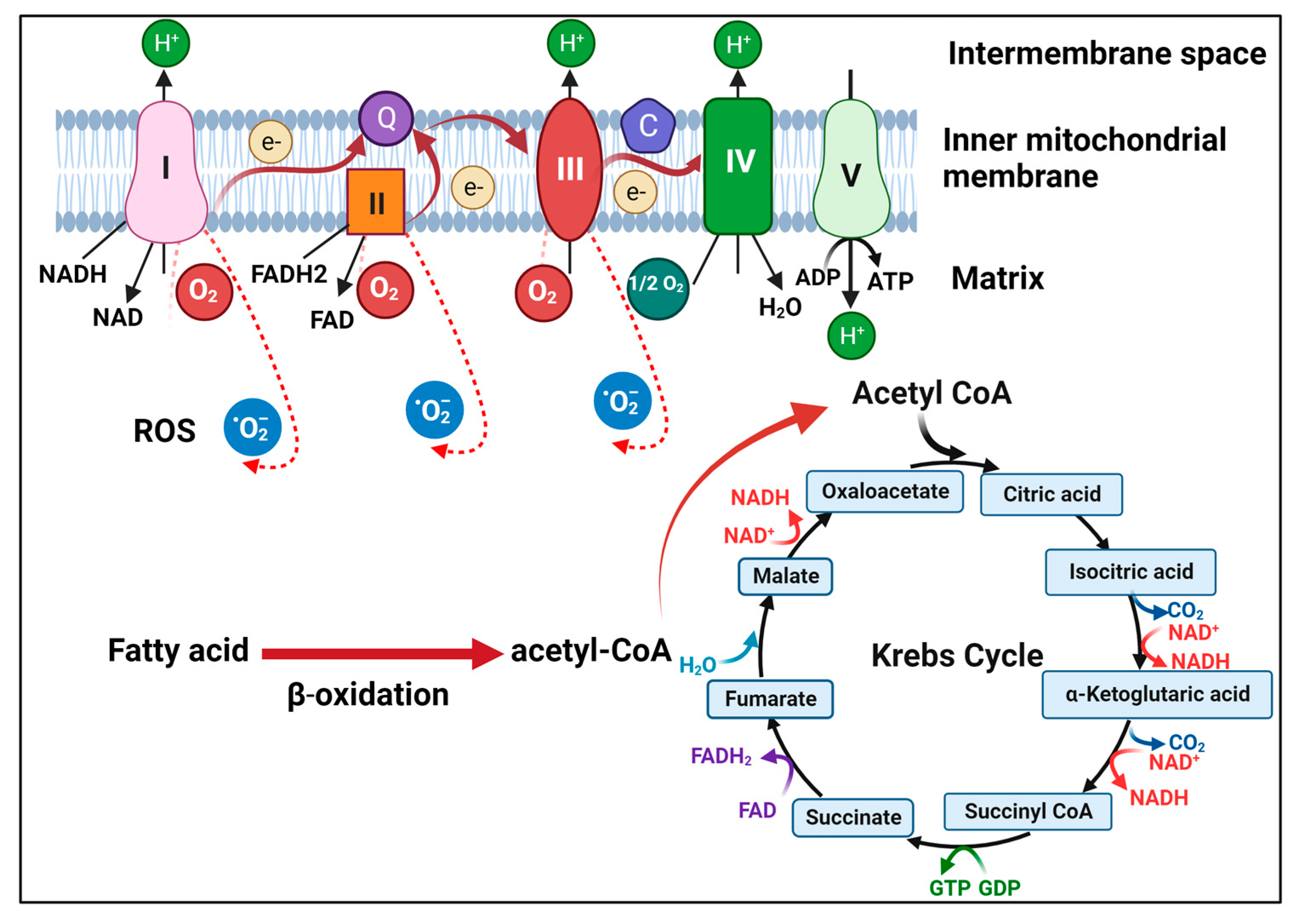 Figure 1 Illustration of mitochondrial metabolism. (Li, 2023)