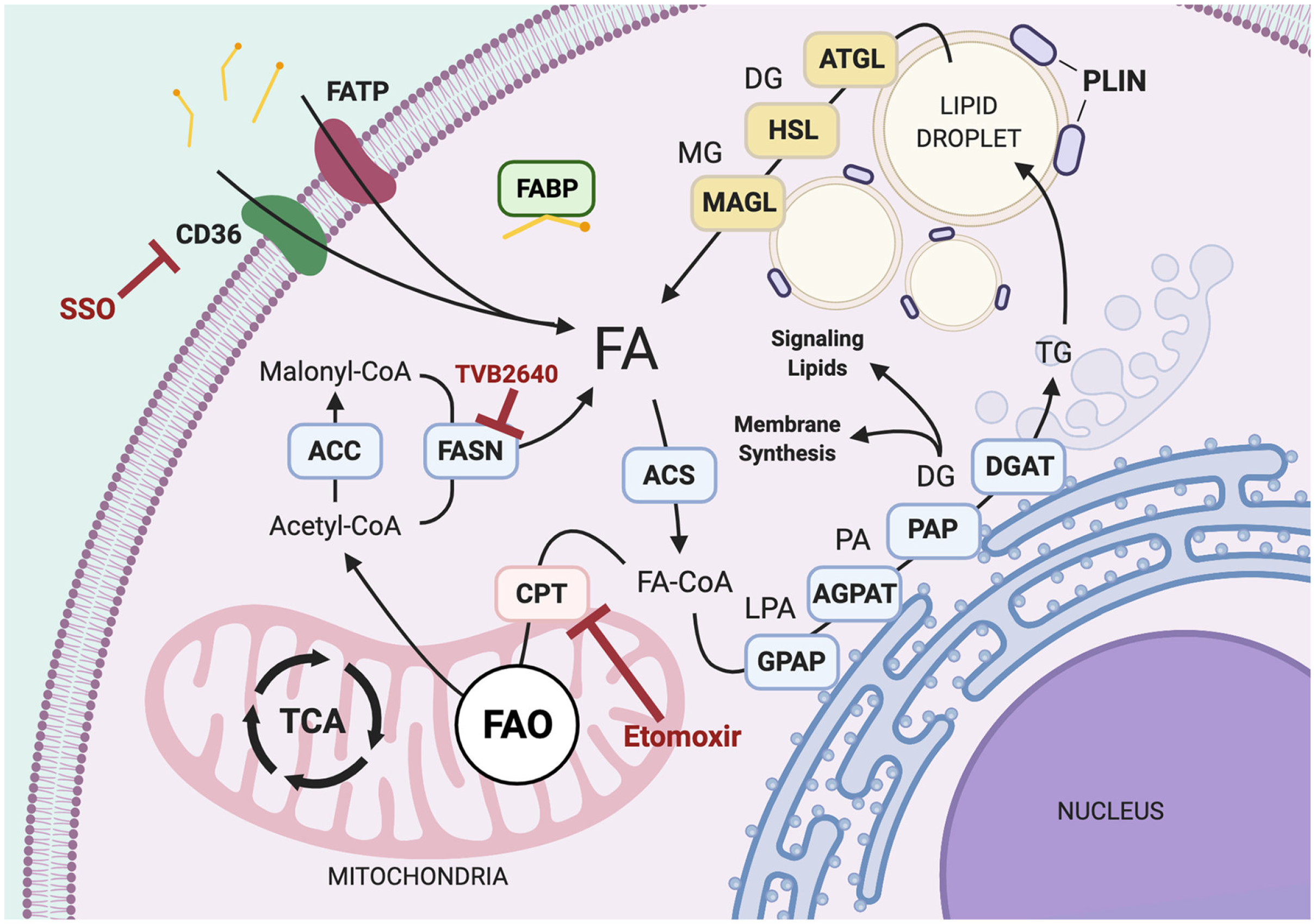 Figure 1 Overview of Lipid Metabolism. (Ward, 2021)