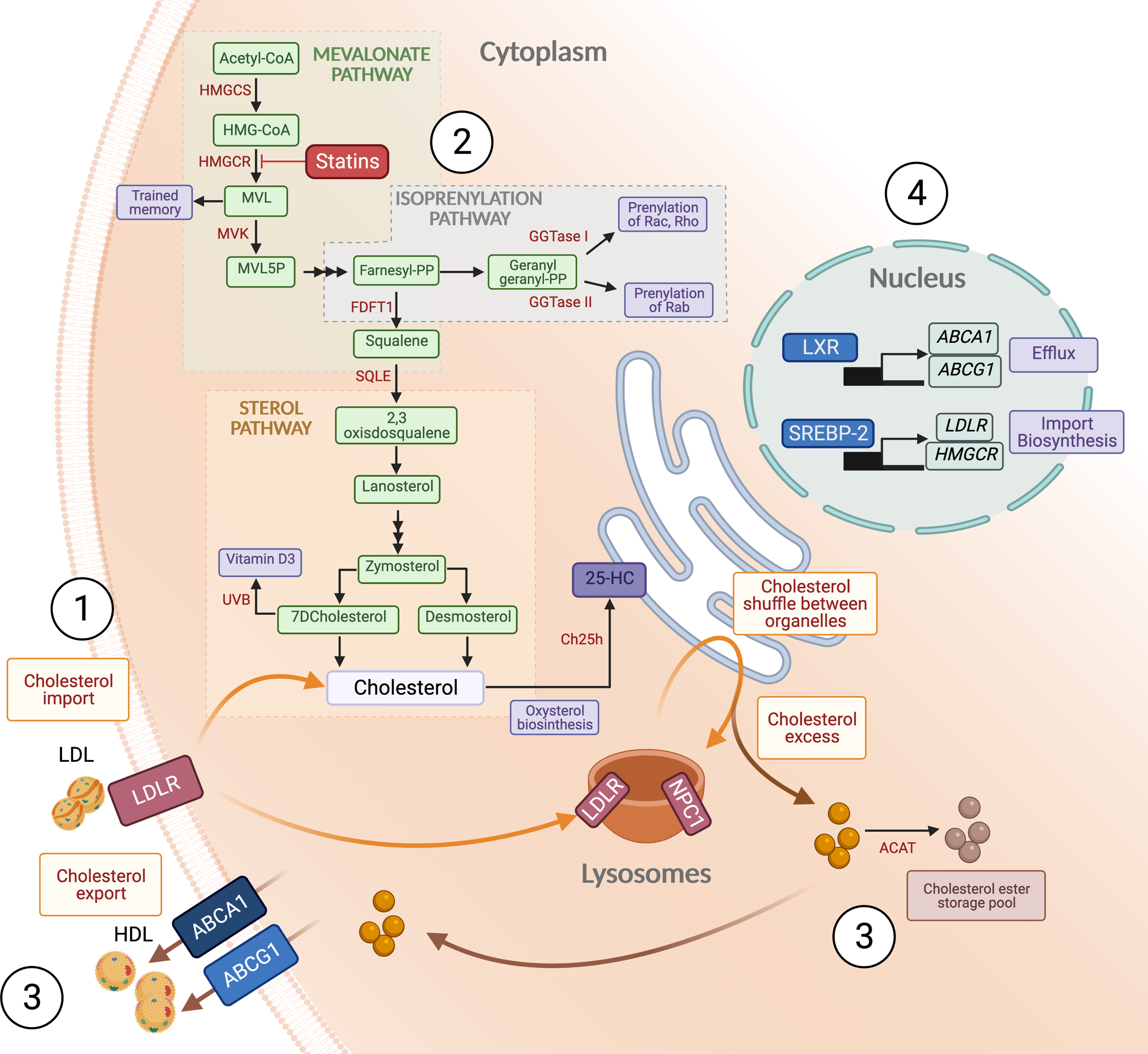 Figure 2 Schematic representation of the cellular cholesterol metabolism. (Cardoso, 2021)