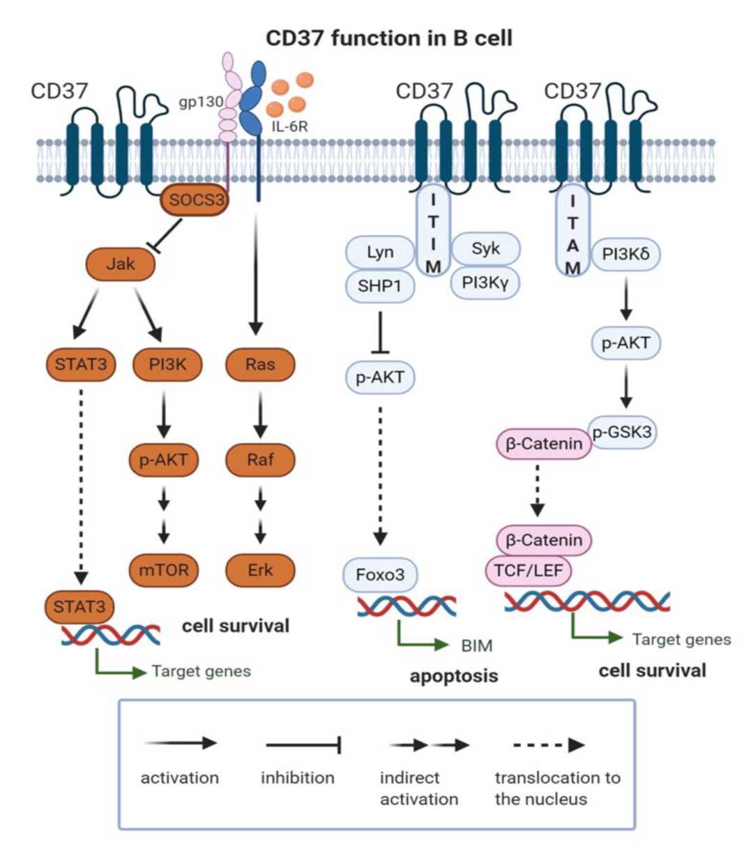 Figure 2. The Structural Properties of Human CD37.