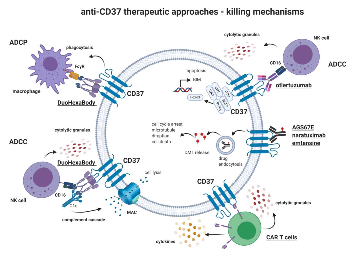 Figure 3. The Schematic of Mechanism of Anti-CD37 Therapeutics' Action.