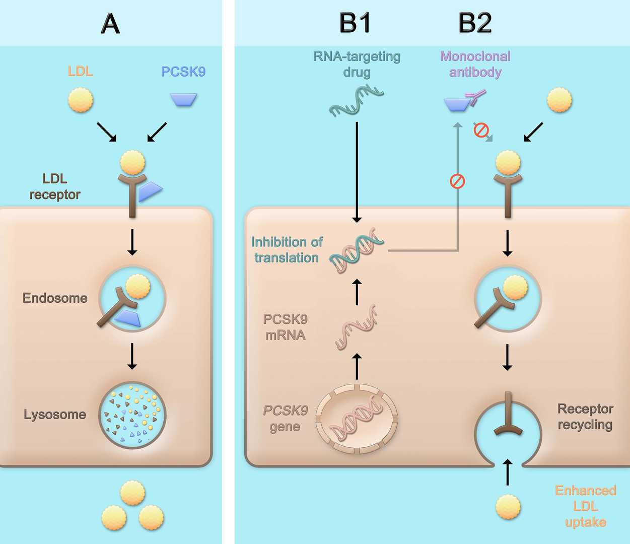 Figure 2. PCSK9's Physiological Role and the Impact of Its Therapeutic Inhibition.