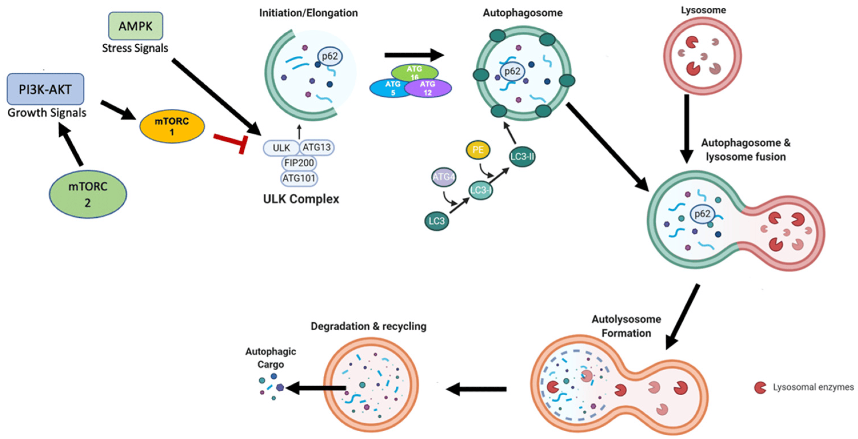 Figure 1 Primary mechanism of autophagy. (Finnegan, 2022)