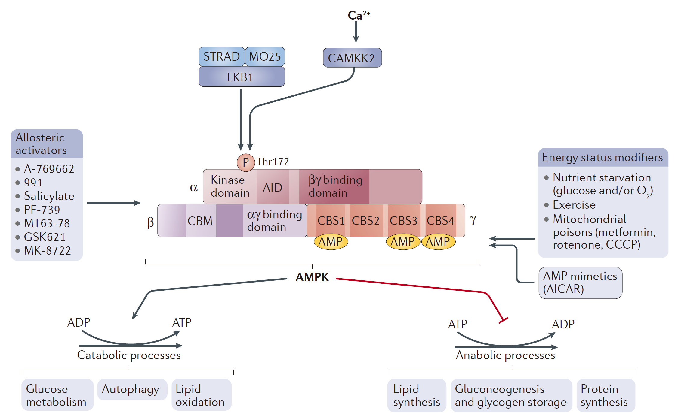 Figure 2 AMPK structure and activation. (Herzig, 2018)