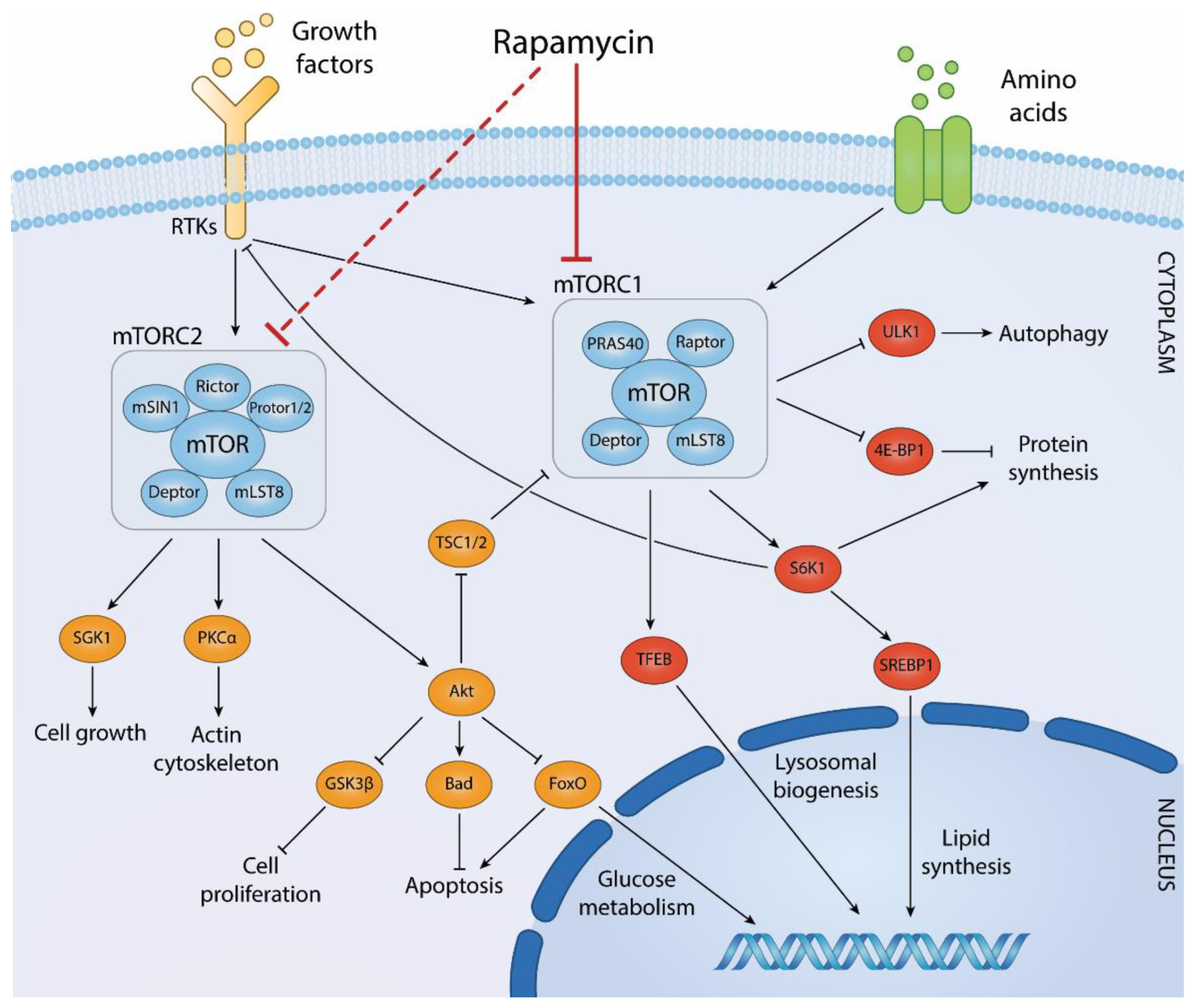 Figure 4 Biological processes regulated by mTOR complexes and downstream effector pathways. (Centonze, 2022)