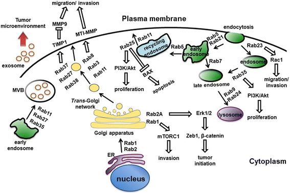 Figure 5 Rab proteins-mediated vesicular transport and signaling pathways. (Tzeng, 2016)