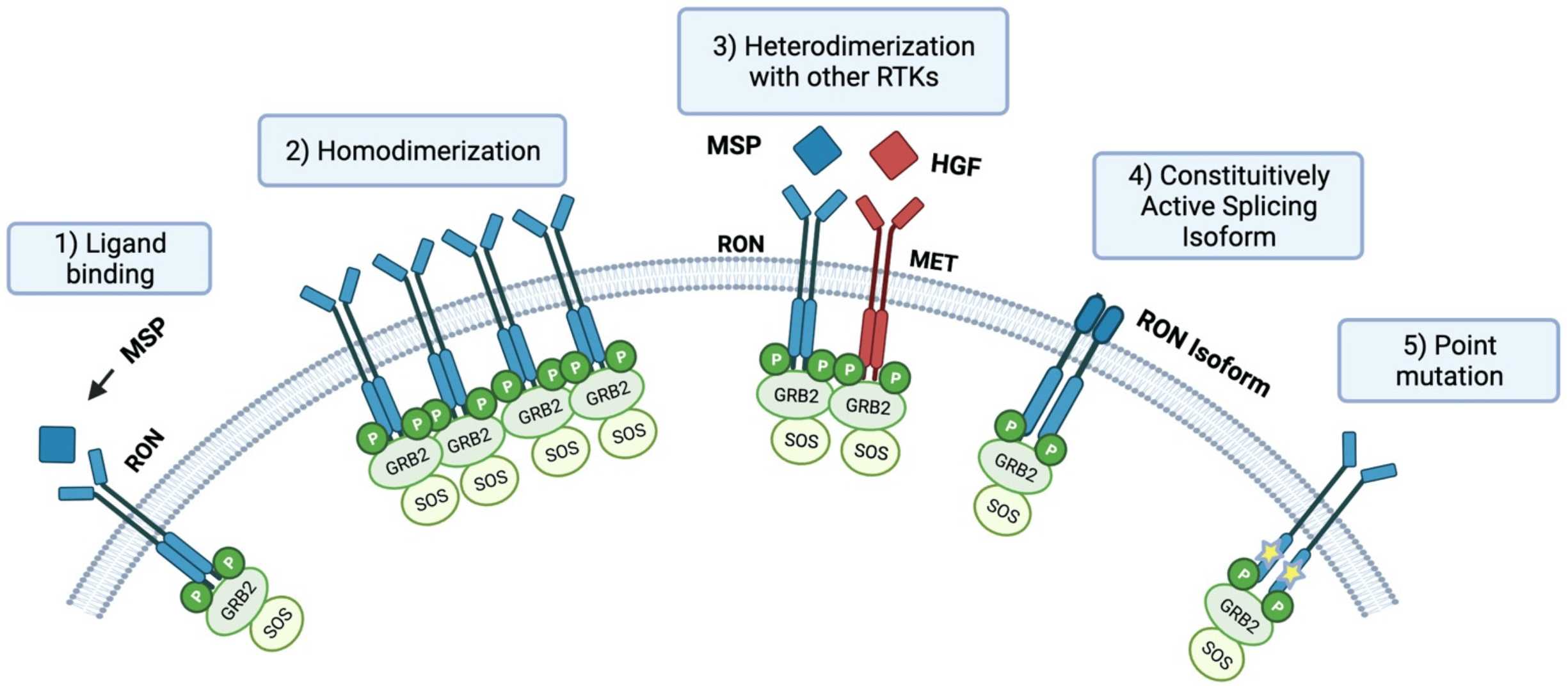 Figure 2. The Process of RON Activation.
