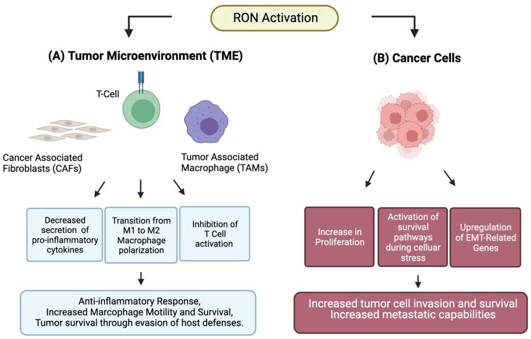 Figure 3. The Role of Ron Signaling in Promoting Tumor Progression and Immune Suppression in Both the TME and Cancer Cells.