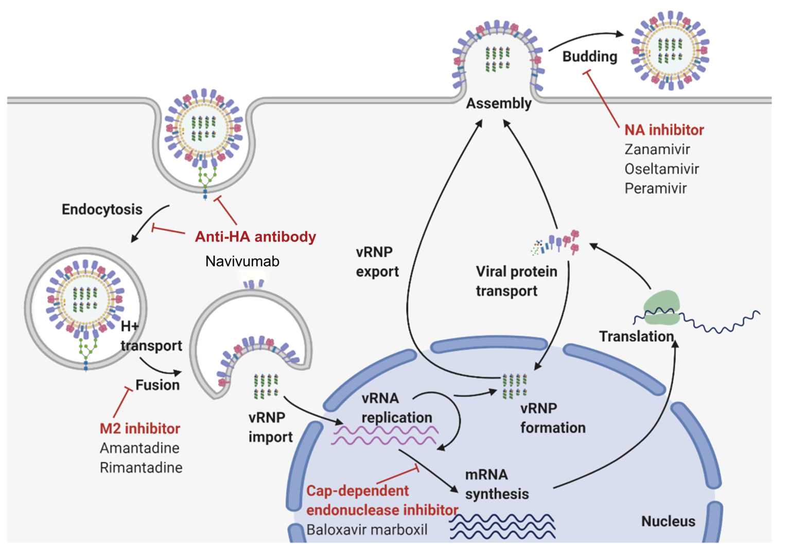 Figure 1. The Schematic Mechanism of Action of Navivumab.