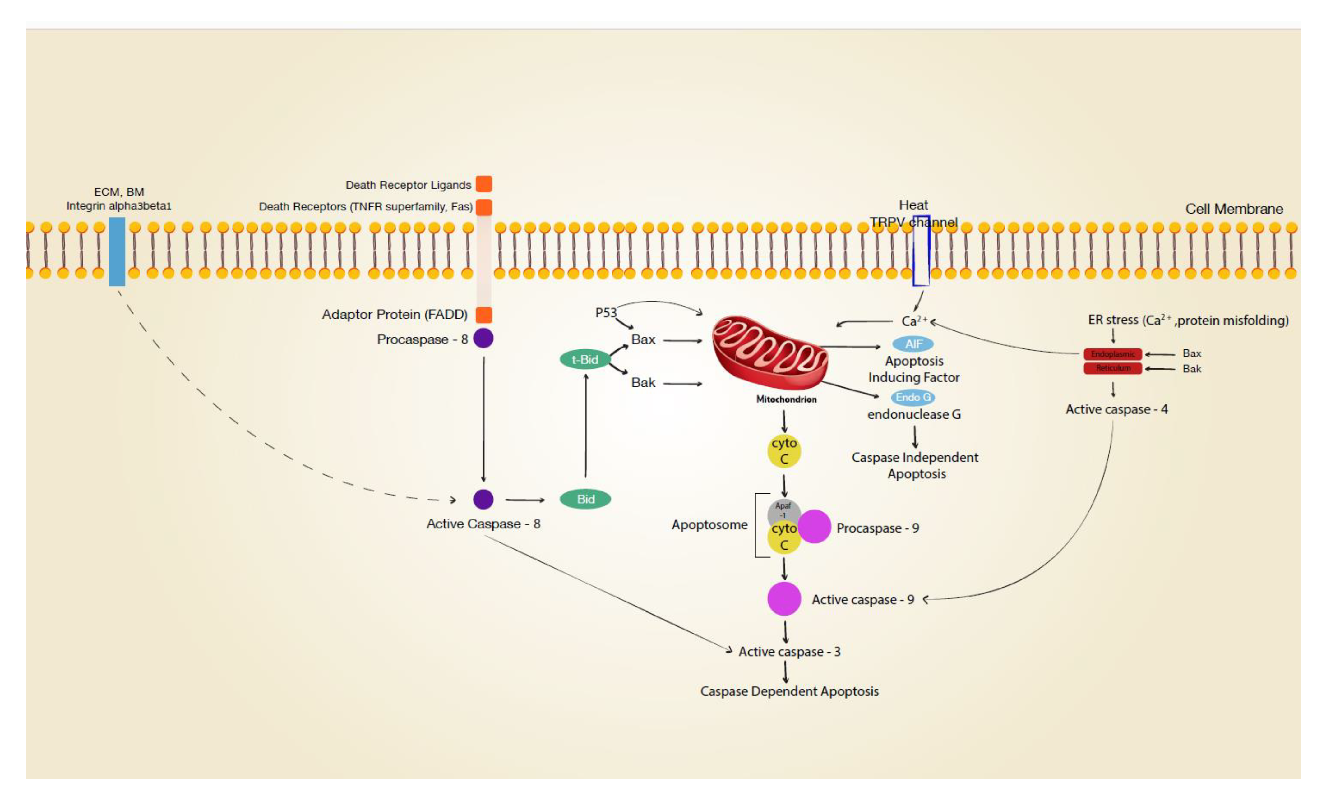 Figure 1 Signal transduction leading to apoptosis. (Rennekampff, 2021)