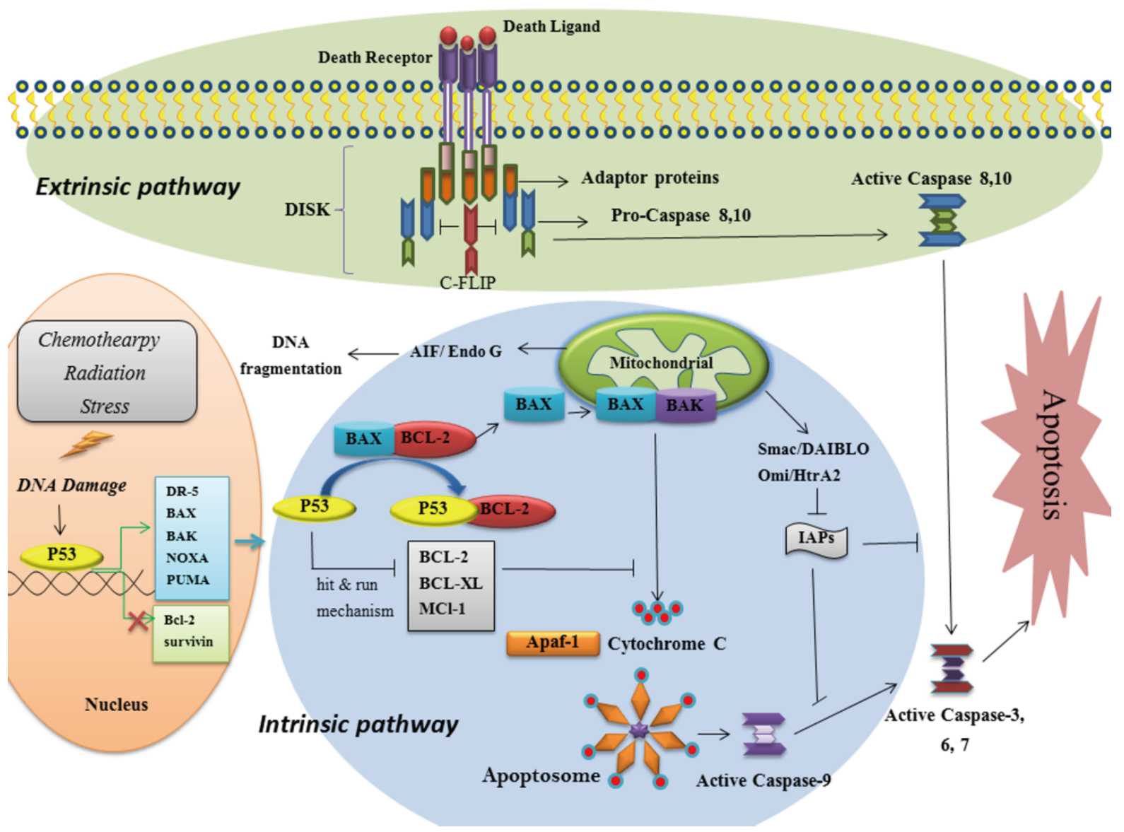 Figure 1 Mechanism of apoptosis and alteration of its pathways in cancer. (Goldar, 2015)