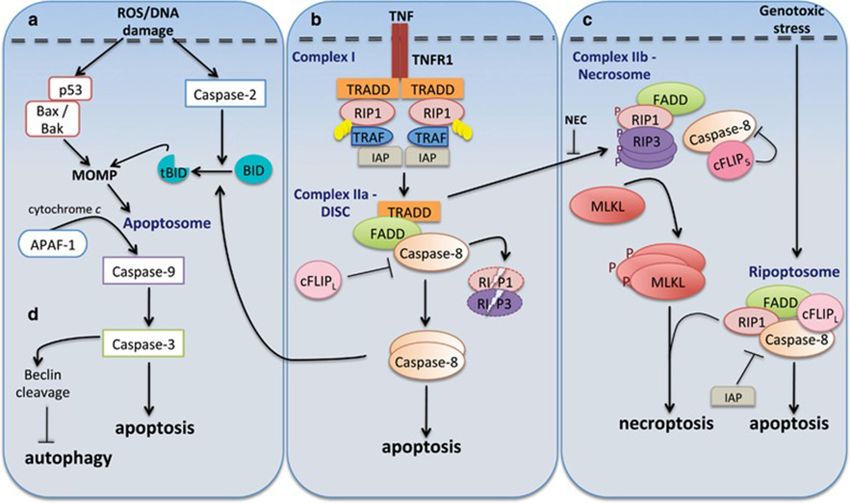 Figure 1 Caspases in cell death pathways. (Sahoo, 2023)