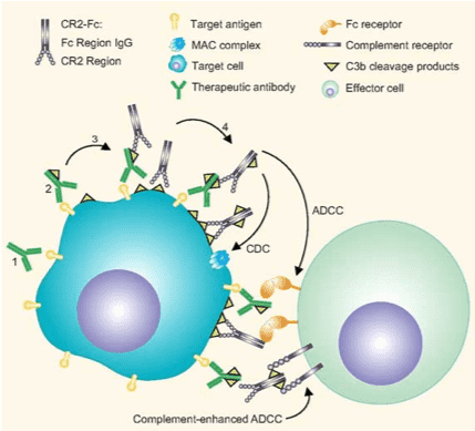 ADCC / CDC Mechanisms