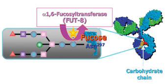 Fc domain reverse mutation