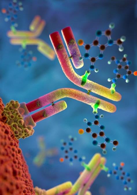 Antibody-drug conjugates (ADC)