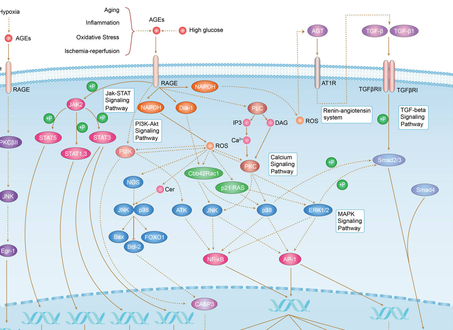 AGE-RAGE Signaling Pathway in Diabetic Complications