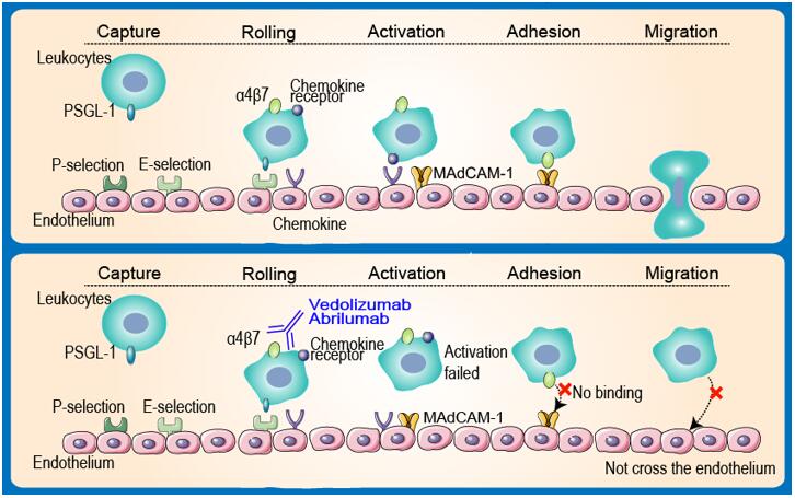 Mechanism of action of Vedolizumab