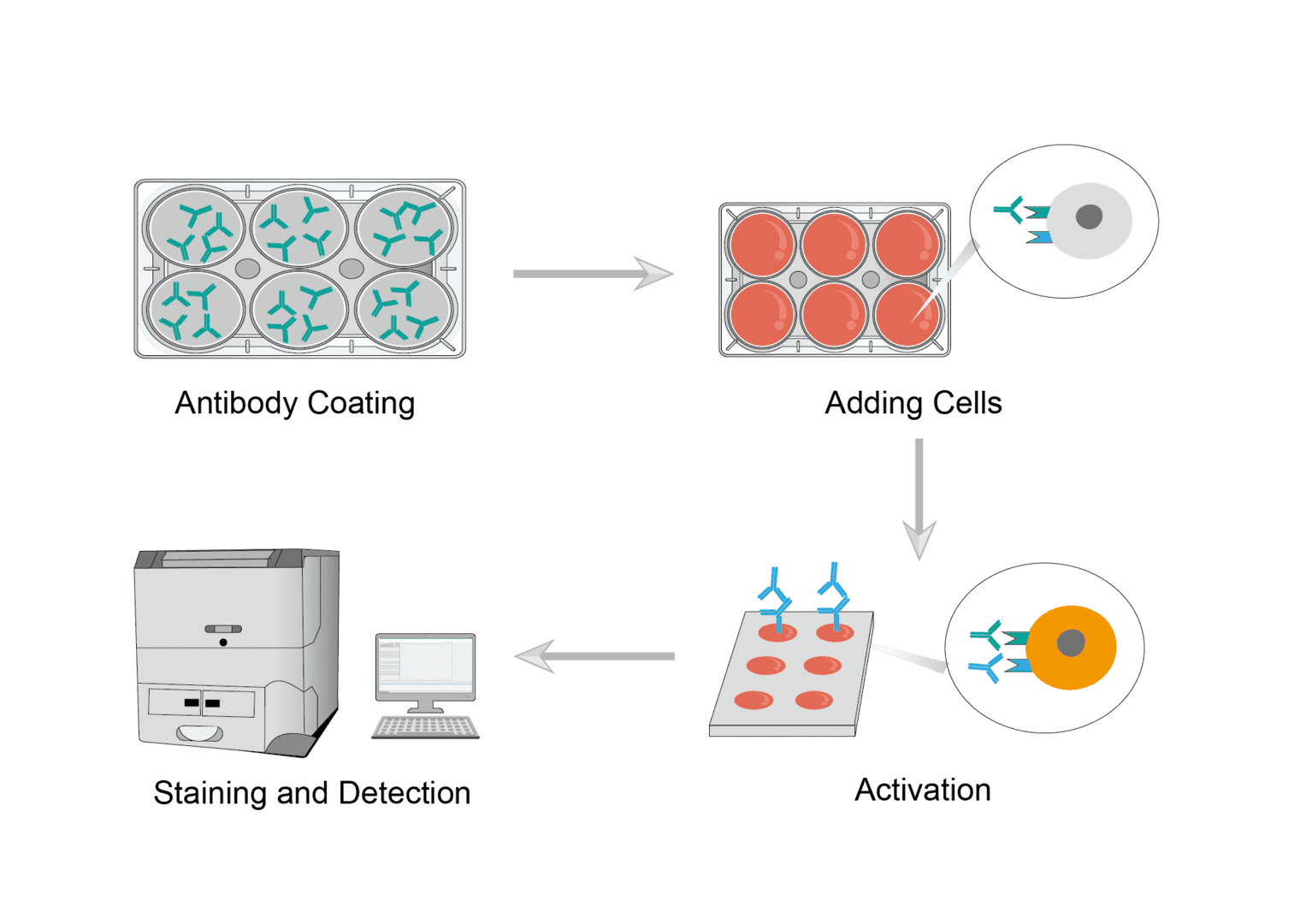 Activation Assay