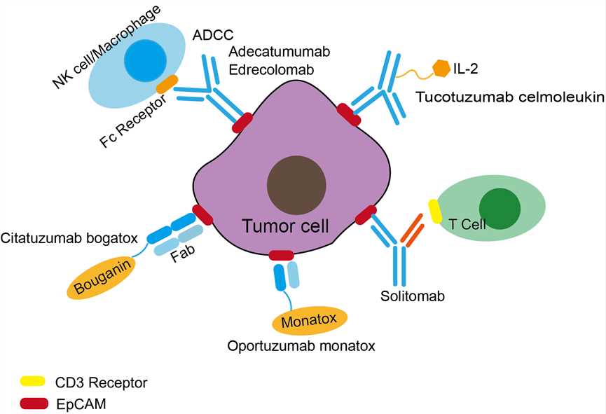 Mechanism of Action of Adecatumumab