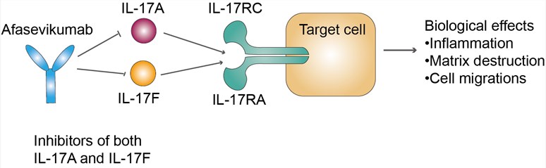 Mechanism of Action of Afasevikumab