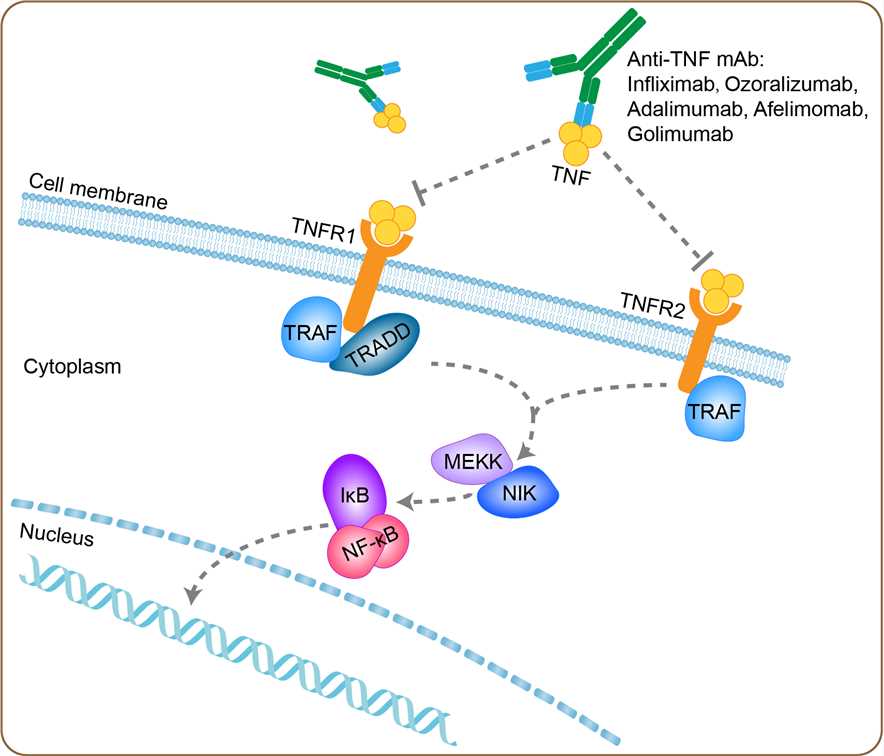 Mechanism of Action of Afelimomab