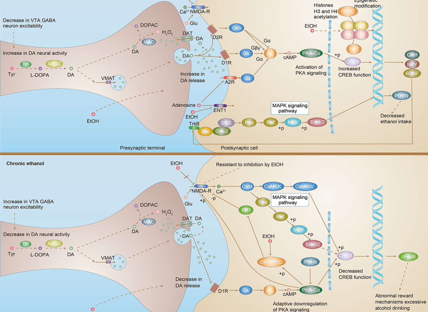 Alcoholism Overview - Pathways, Diagnosis, Targeted Therapies