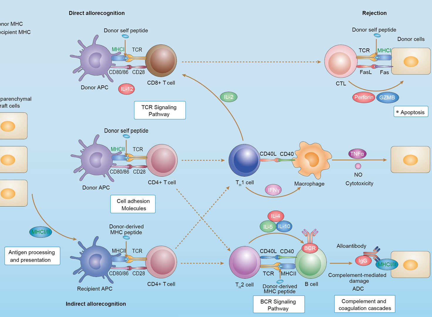 Allograft Rejection Overview - Pathways, Diagnosis, Targeted Therapies