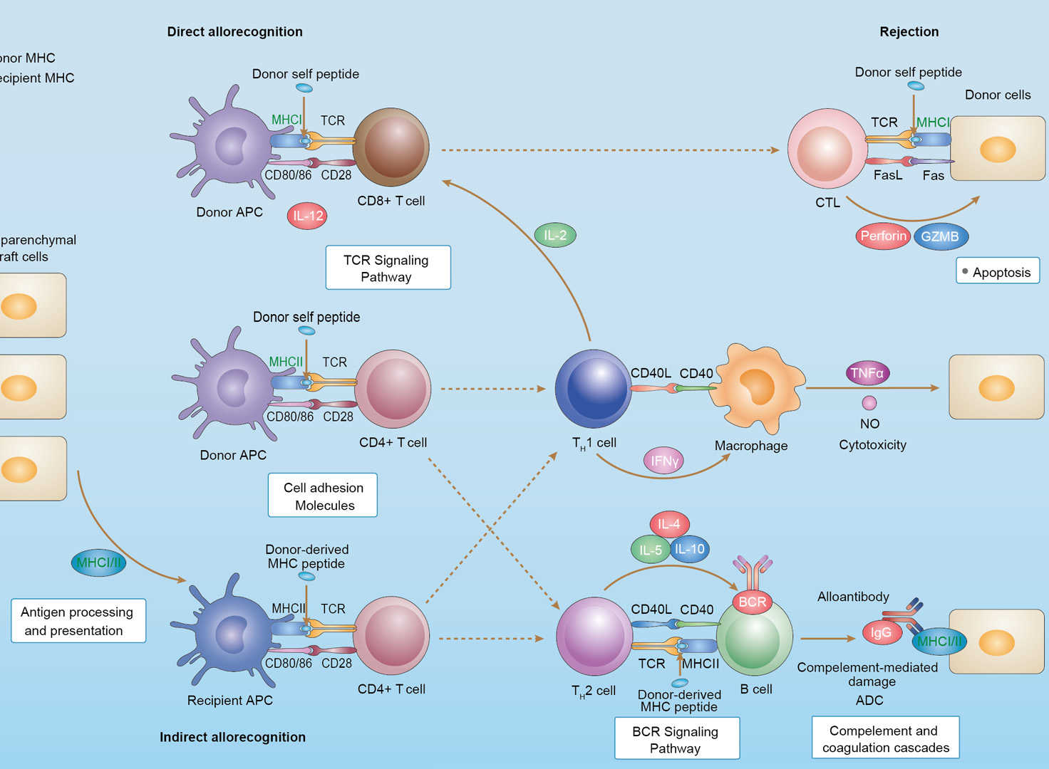 Allograft Rejection