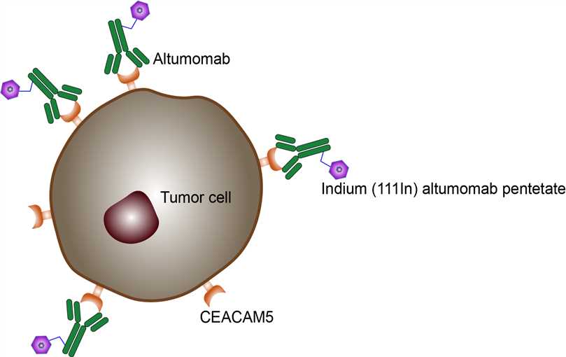 Mechanism of Action of Altumomab