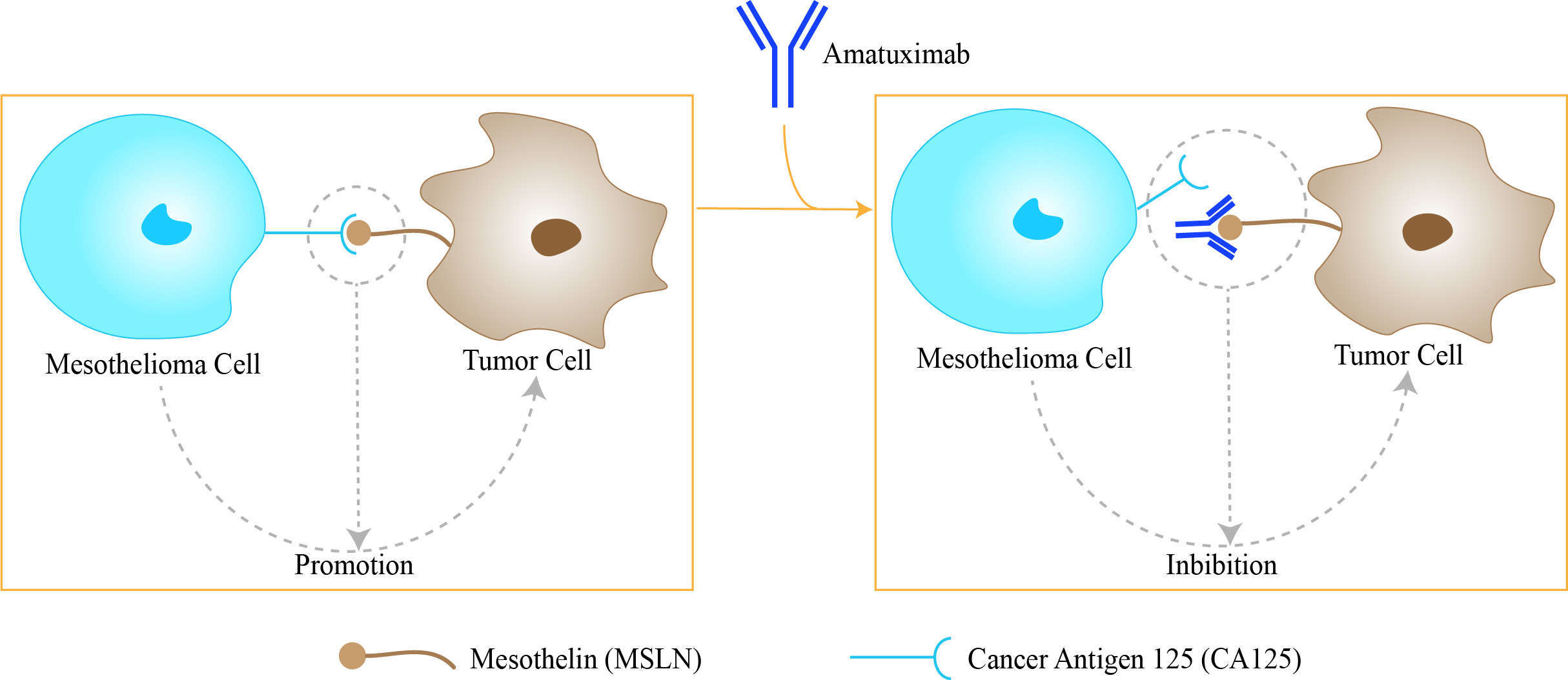 Mechanism of Action of Amatuximab