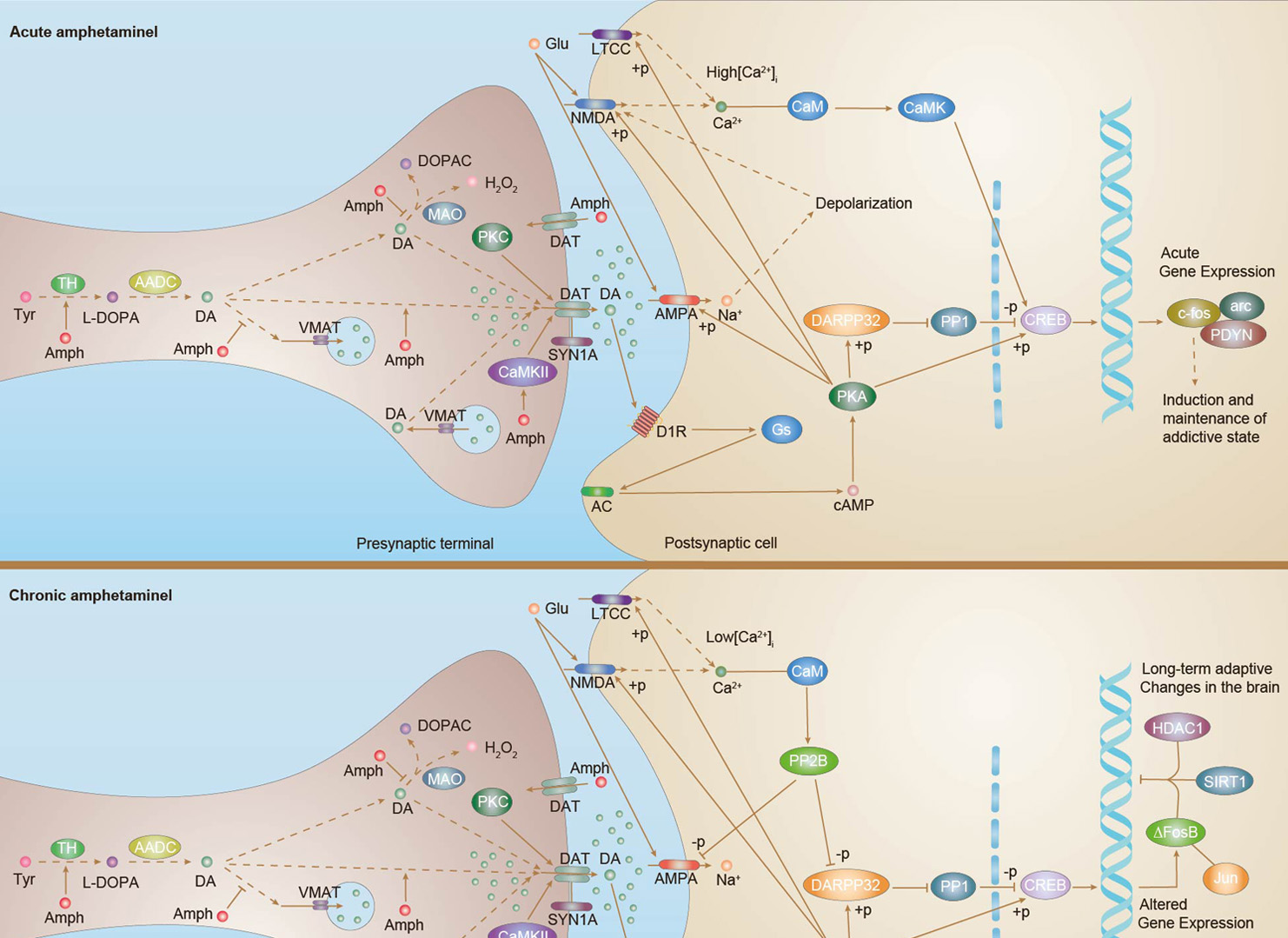 Amphetamine Addiction Overview - Pathways, Diagnosis, Targeted Therapies