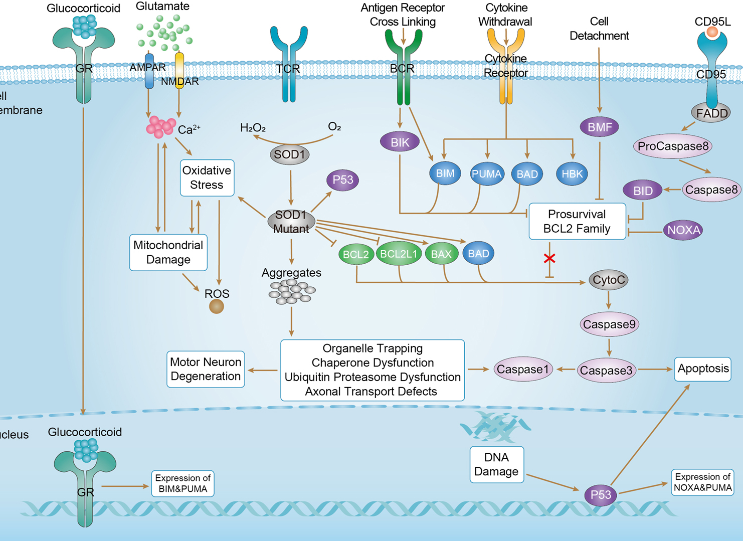 Amyotrophic lateral sclerosis Overview - Pathways, Diagnosis, Targeted Therapies