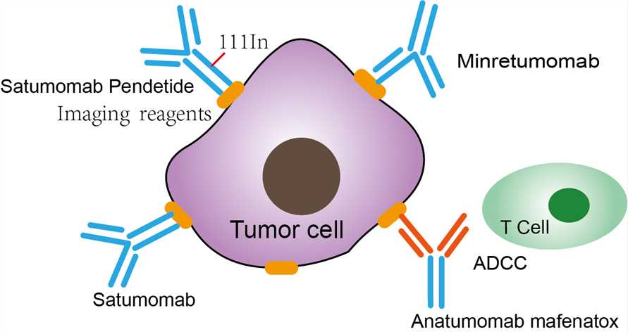 Mechanism of action of Anatumomab mafenatox