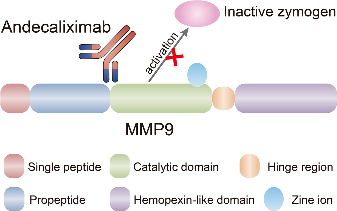 Mechanism of Action of Andecaliximab