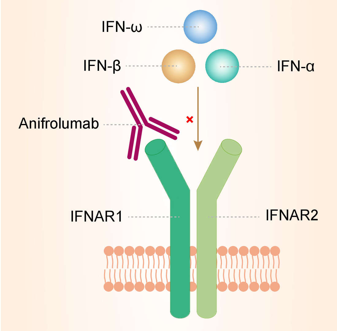 Mechanism of action of anifrolumab