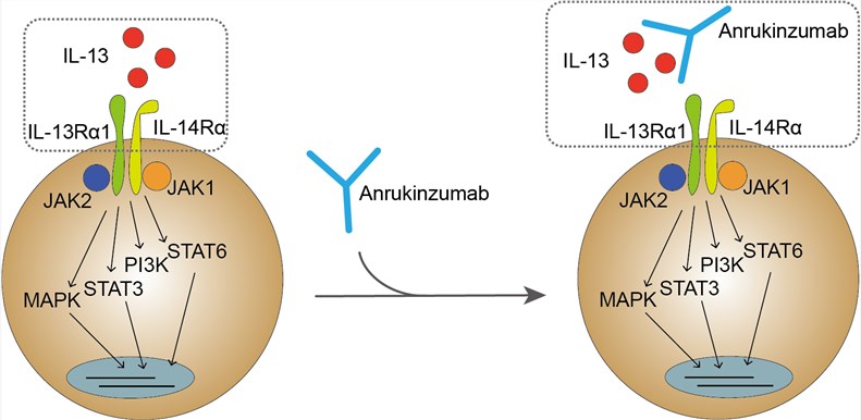 Mechanism of Action of Anrukinzumab