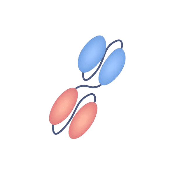 Bispecific scFv format