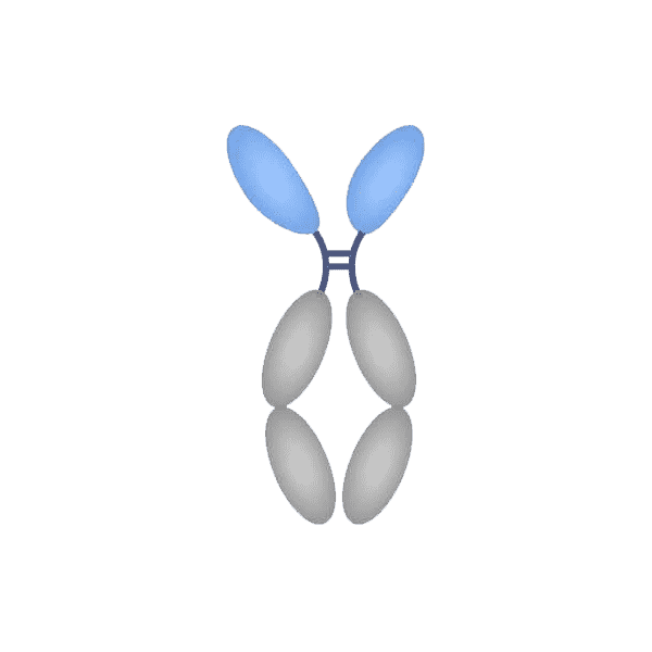 Camelid heavy chain antibody format
