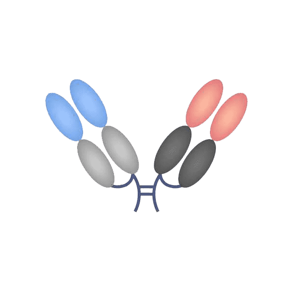Bispecific F(ab)2 format