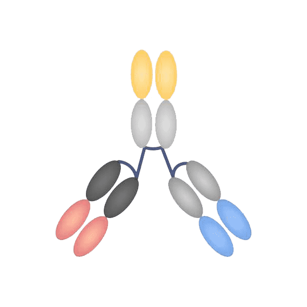 Trispecific F(ab)2 format