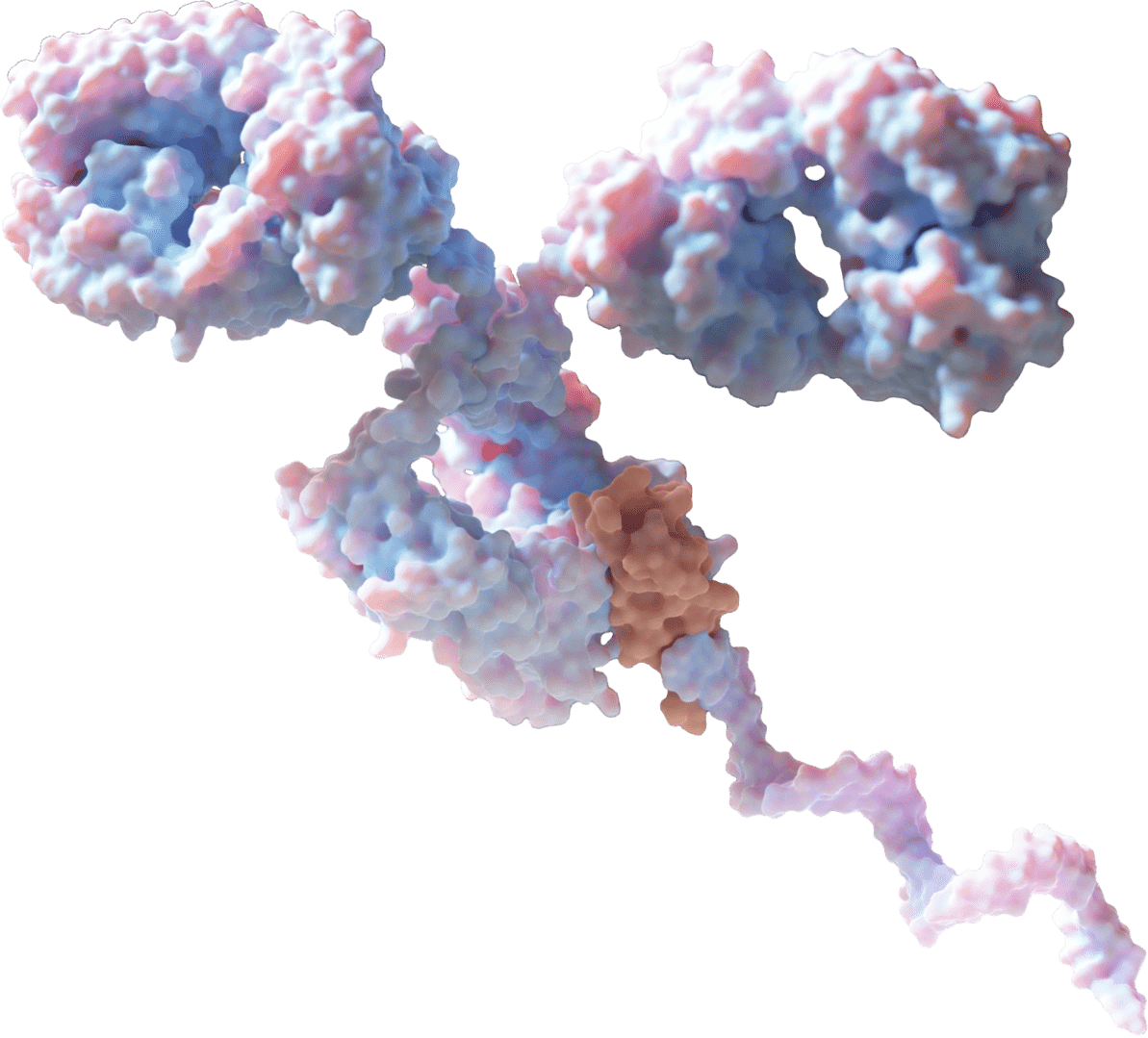 Antibody Derivative Development